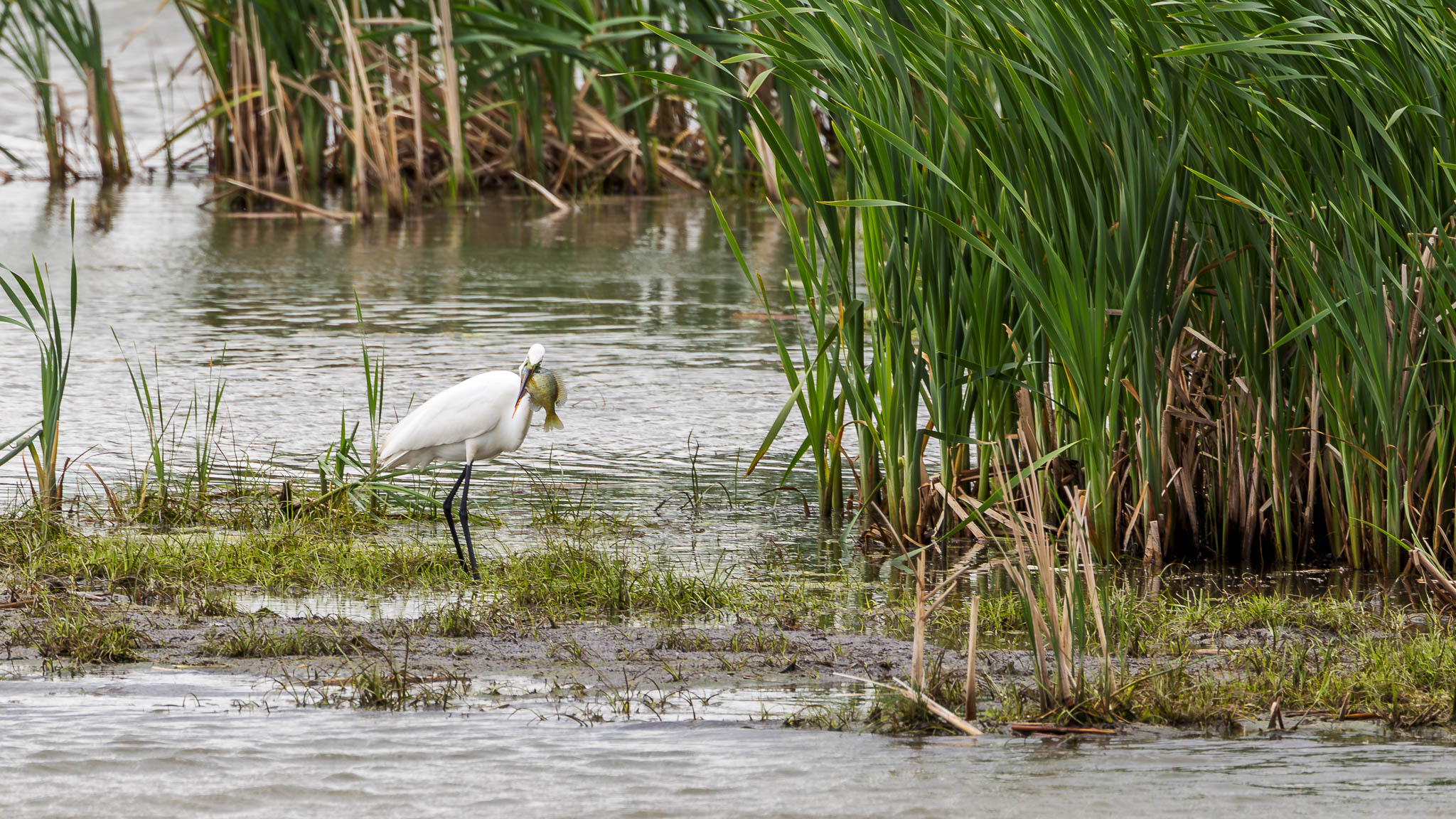Great Egret - A Great Lunch